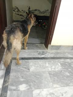 female German shepherd bitch