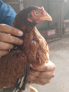 12 month age hai dono ki pure miyawali breed 0 size