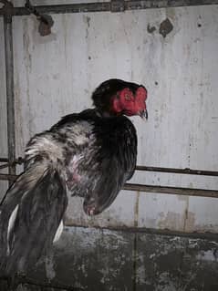 1 male and 3 females