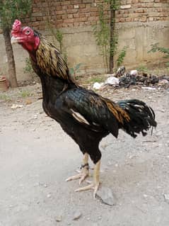 Aseel jawa