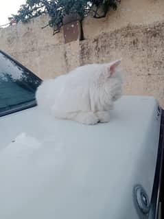 Persian Cat and  Kittens Pair Male and Female