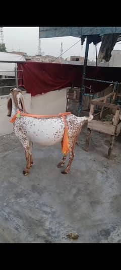 makhi