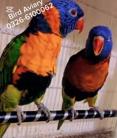 Breeder