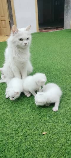 Persian cat tripel coted for sale