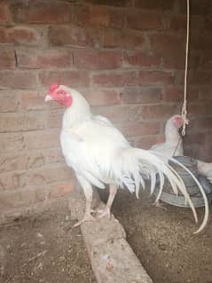 pure paper white heera aseel chiks and breeders for sale