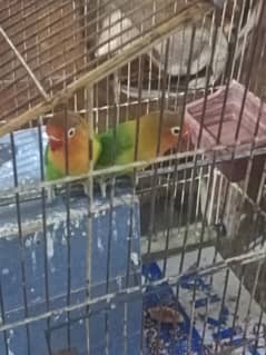 beautiful pair (breed time almost there)