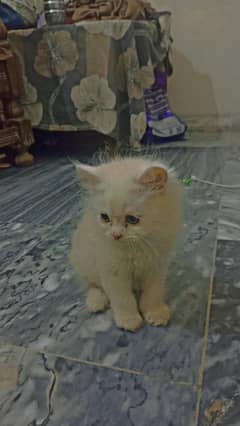 punch face triple coat active kittens