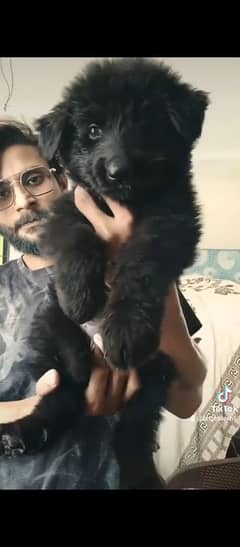 high Quality GSD Female For Sell