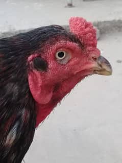 لاجواب باپ بےمثال ماں