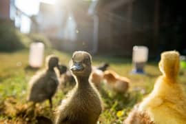 Duck chick