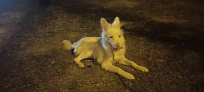 Whiite Russian dog