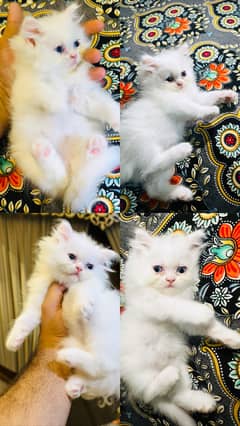 Persian triple coated kitten cat male &female kitten odd eyes blue eye