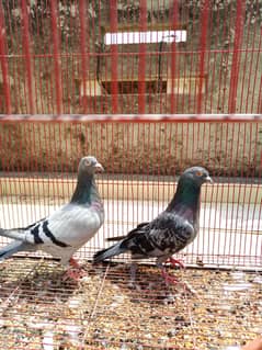 pigeon pair ready for breed