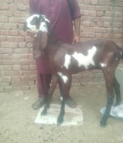 Bakriya For Sale