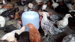 250 Golden Misri Chicks Vaccinated (ND+IB, IBD, IBD Booster, ND Lasota