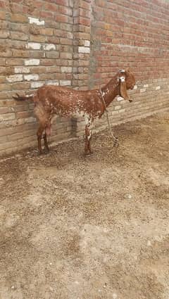 Beetal Goat for sale 03337529629