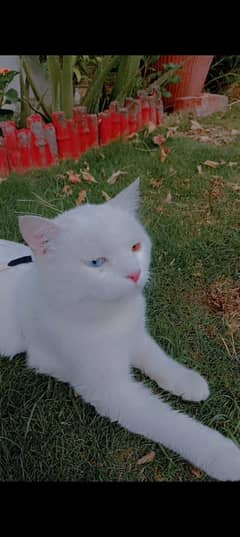 Pure Thai Khoa Manee cat for sale -Rare white beauty