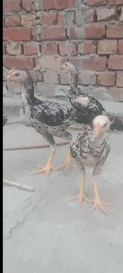 mianwali Java chicks