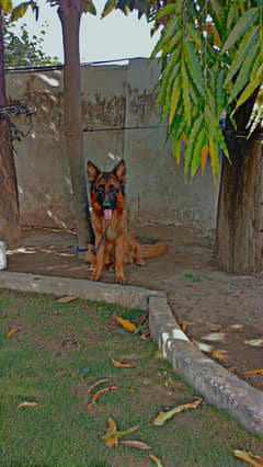 rockey
