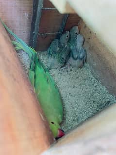 breader pair