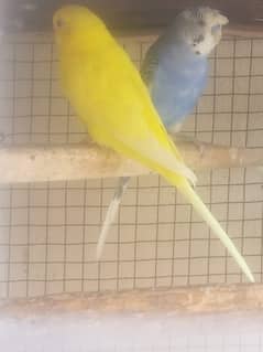 Birds for sale.