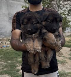 Puppy