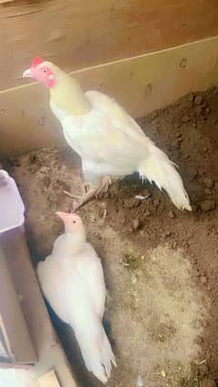 White Heera pair For sale!