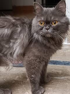 Cat for sale