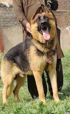 king alsheision bhagyary male age 12 month sequrty train for sale
