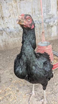 Black aseel madi mushki female hen