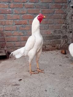 Heera patha for sale