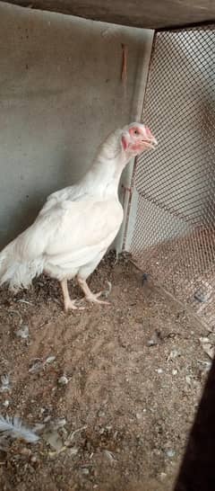 qandhari heera aseel, qandari hera female murgi