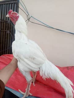 heera aseel male
