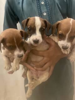 Jack Russell Terrier litter announcement. KCP Pedigreed.