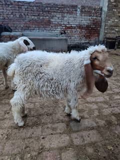 6 months sheep  urgent sale healthy active