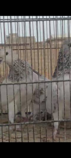 Indian silver pigeons
