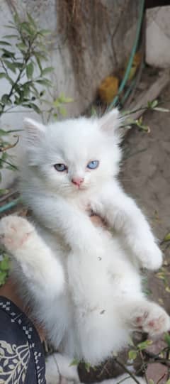 Persian kitten for sale