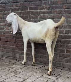 Raja puri female