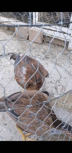 Aseel chick's for sale