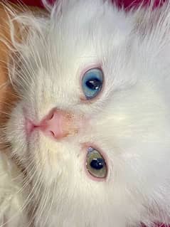 Persian cat for sale male or female my WhatsApp 03282023059