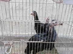 Black Lasani baingam trio set available