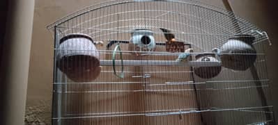love bird breeder pair 4 pair exchange possible Australian colony