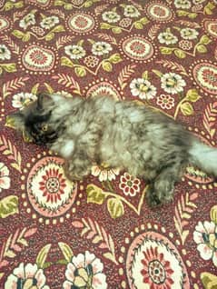 Persian kitten /triple coated /punch face /kittens /Cat for sale