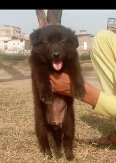 Balck German Shepherd female for sale available