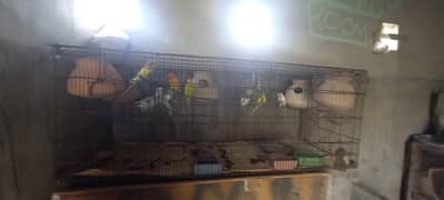 budgies