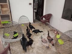 For sale Black Shamo/Aseel Shamo/Lakha Shamo/Blue Shamo