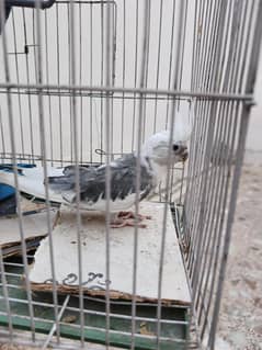 Parrot For Sale Invester Rate
