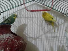 australin parrot for sale