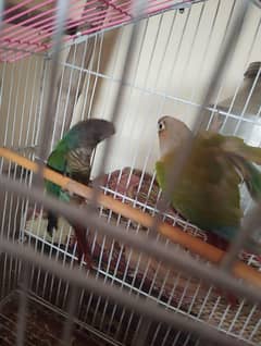 Cocktail and sun conure with cage