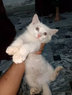 pair of Persian kitten male and female